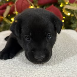 Silver - Black male Labrador Retriever puppy in Kinta, Oklahoma from Beaver Creek Kennels