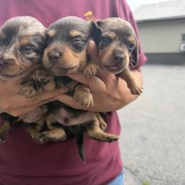 Cockapoo, Dachshund, Miniature Schnauzer, and Yorkshire Terrier Puppies from LUXEYPUPS