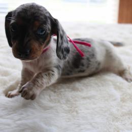 Pink - Dapple female Dachshund puppy in Peebles, Ohio from Cave Valley Hounds