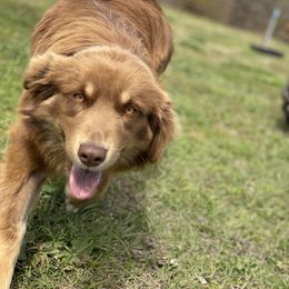 Moon - Miniature Australian Shepherd