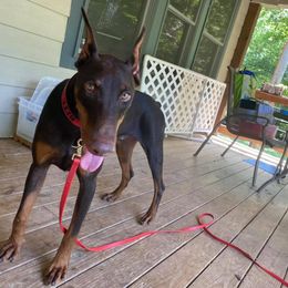 Doberman Pinscher All Grown Up from Down the Leash