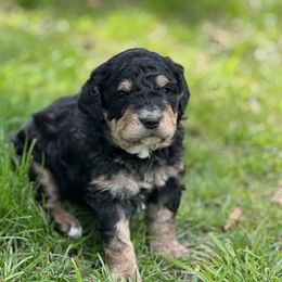 Boy 1 - Tri-color Bernedoodle puppy in Santa Barbara, California from K+C Doodles