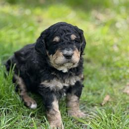 Boy 1 - Tri-color Bernedoodle puppy in Santa Barbara, California from K+C Doodles