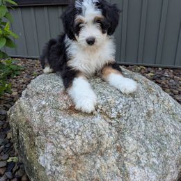 Sally - Tri-color female Bernedoodle puppy in Beach City, Ohio from Blue Cloud Doodles
