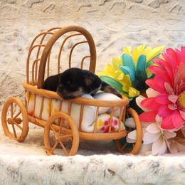 Sojourner - Black and tan male Havanese puppy in Salt Lake City, Utah from Steal Your Heart Havanese