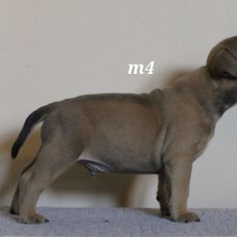 American Bully Puppies from Haymaker Bully Camp