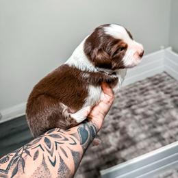 Rune - Red tri male Miniature Australian Shepherd puppy in Shingletown, California from Whiskeytown Aussies