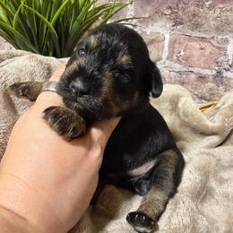 Jagger - Black and silver male Miniature Schnauzer puppy in Lufkin, Texas from C&K’s Schnauzer House