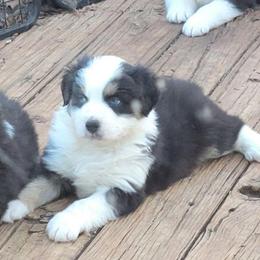 Junior - Black tri-color male Australian Shepherd puppy in Guthrie, Oklahoma from 2bar Aussies