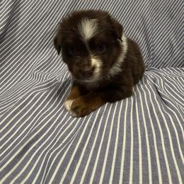 RTM1 - Red tri male Toy Australian Shepherd puppy in Pryor Creek, Oklahoma from DK’s Littles & Co
