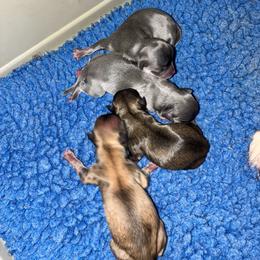 Girl 1 - Blue female Chihuahua puppy in Westport, New York from Chantilly chihuahuas
