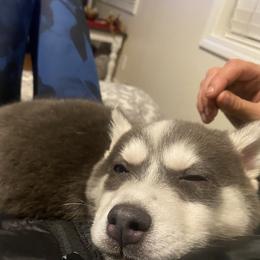 Pomsky Puppies from Periwinkle Pomskies