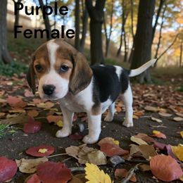 Gumdrop - White black and tan female Beagle puppy in Springville, Pennsylvania from Tracker Sky Beagles
