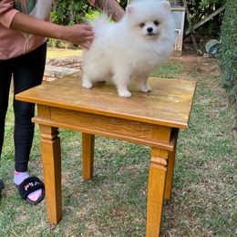 Pomeranian Puppies from POMERLAND exotic Pomeranians of Orlando