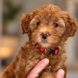 Sparkle - Red Collar - Apricot female Goldendoodle puppy in Huntsville, Alabama from Falcon Ridge Doodles