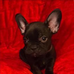 Row - Brindle female French Bulldog puppy in Capitol Heights, Maryland from Heritage Bully Co.