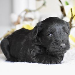 Kevin - Black male Miniature Schnauzer puppy in Sumner, Texas from 3M Kennels, LLC
