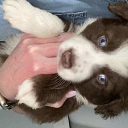 Miniature Australian Shepherd Puppies from 7UL Mini Aussies