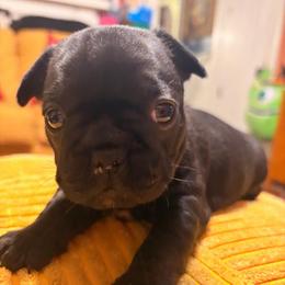 Elvira - Black female French Bulldog puppy in Wilkesboro, North Carolina from Frannie and Annie Shih Tzu Babies