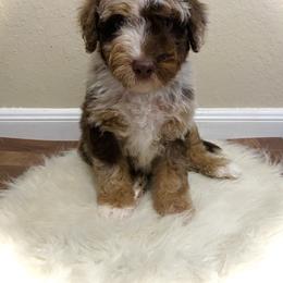 Australian Mountain Doodle, Bernedoodle, and Goldendoodle Puppies from Wynterwood Doodles