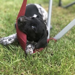 German Shorthaired Pointer Puppies from Winsome Farm