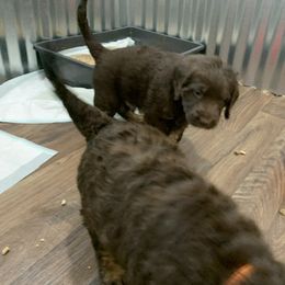 German Shorthaired Pointer and Labradoodle Puppies from Shining D Ranch