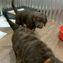 German Shorthaired Pointer and Labradoodle Puppies from Shining D Ranch