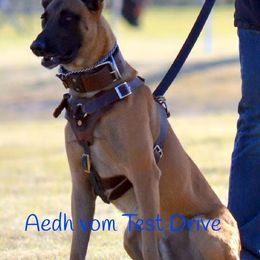 Belgian Malinois from Vigilant K9