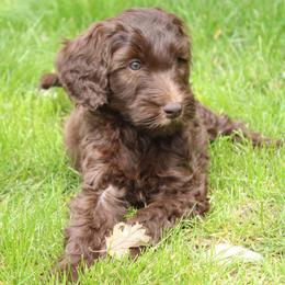 Eros - Chocolate male Labradoodle puppy in Grants Pass, Oregon from Oregon Valley Pups