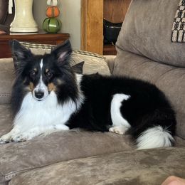 Ariel - Shetland Sheepdog