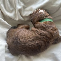 Bernedoodle Puppies from Double B Doodles