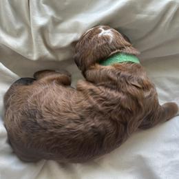 Bernedoodle Puppies from Double B Doodles