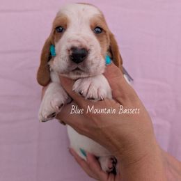 Nugget - Red and white male Basset Hound puppy in Pilot Rock, Oregon from Blue Mountain Bassets