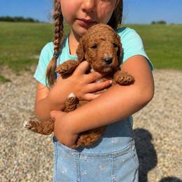 Glory - Apricot female Goldendoodle puppy in Hudson, Michigan from Haaspawz