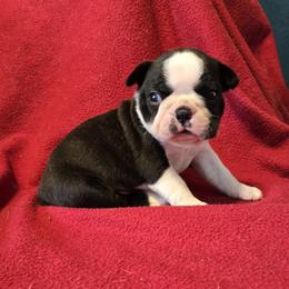 Joe - Black brindle and white male Boston Terrier puppy in Henning, Minnesota from Lucht-Tee Acres Bostons