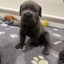 Grey female solid chest no markings yellow collar - Gray female Cane Corso puppy in Cherry Valley, California from Liberty Corsos