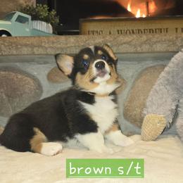 Brown boy - Black and tan male Pembroke Welsh Corgi puppy in Necedah, Wisconsin from The 6Ks Paws and Hobbies