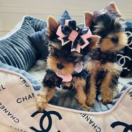 Yorkshire Terrier Puppies from Green Mountain Designer Yorkies