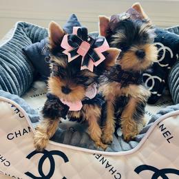 Yorkshire Terrier Puppies from Green Mountain Designer Yorkies