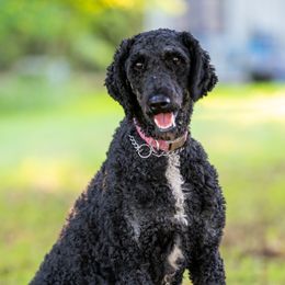 Reba - Poodle