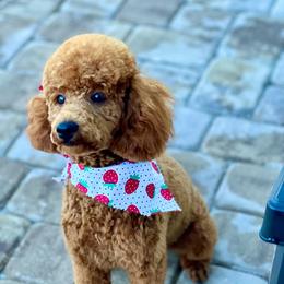 Quinn - Poodle