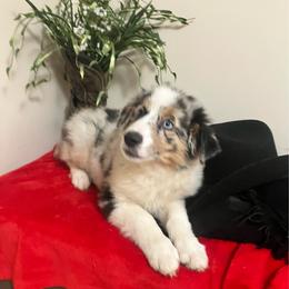 Boy 4 - Blue merle male Australian Shepherd puppy in Douglas, Georgia from Big Mama’s Beauties