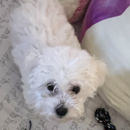 Girl 1 - White Bichon Frise puppy in Florida from Tammy's Bichon Frise