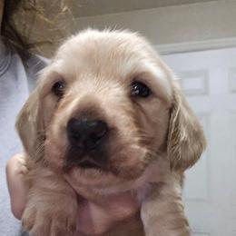 Cocoa's cream girl - Cream female Dachshund puppy in Lyle, Washington from Wines Wienery