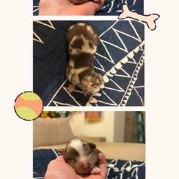 Ronnie - Red merle male Miniature Australian Shepherd puppy in Tipton, Indiana from Big Maple Farm