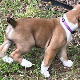 Boxer Puppies from North Georgia Boxers