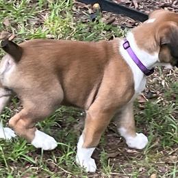 Boxer Puppies from North Georgia Boxers