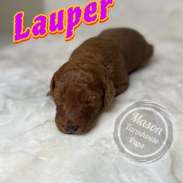 Lauper - Red  female Goldendoodle puppy in Anniston, Alabama from Mason Farmhouse Poodles, Doodles & Poos (Breeding & Stud Services)