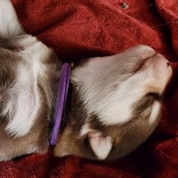 Shelby,  purple collar girl - Red and white female Alaskan Malamute puppy in Grayson County, Virginia from River Bend Malamutes