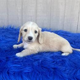 Jackson - Cream male Dachshund puppy in Mountainburg, Arkansas from Charisma Dachshunds